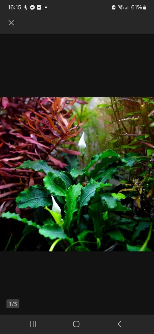 Bucephalandra pygmaea Bukit Kelam