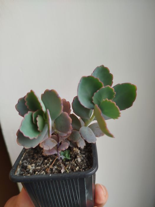 Суккулент по 15 гривень