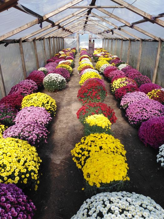 Chryzantemy wielko i drobno kwiatowe