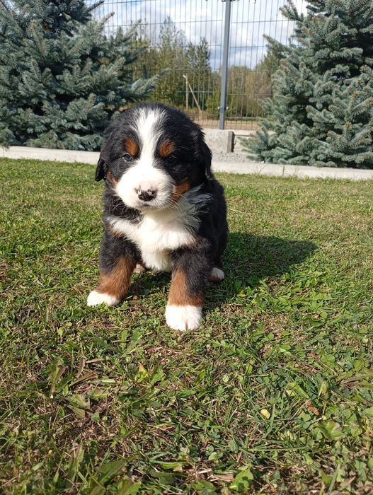 Berneński pies pasterski