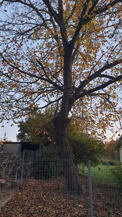 Oddam za wycinkę dwa drzewa:  jesion i orzech