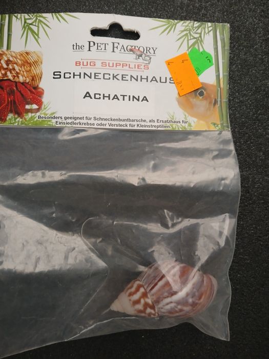 Muszelka ozdobna do akwarium