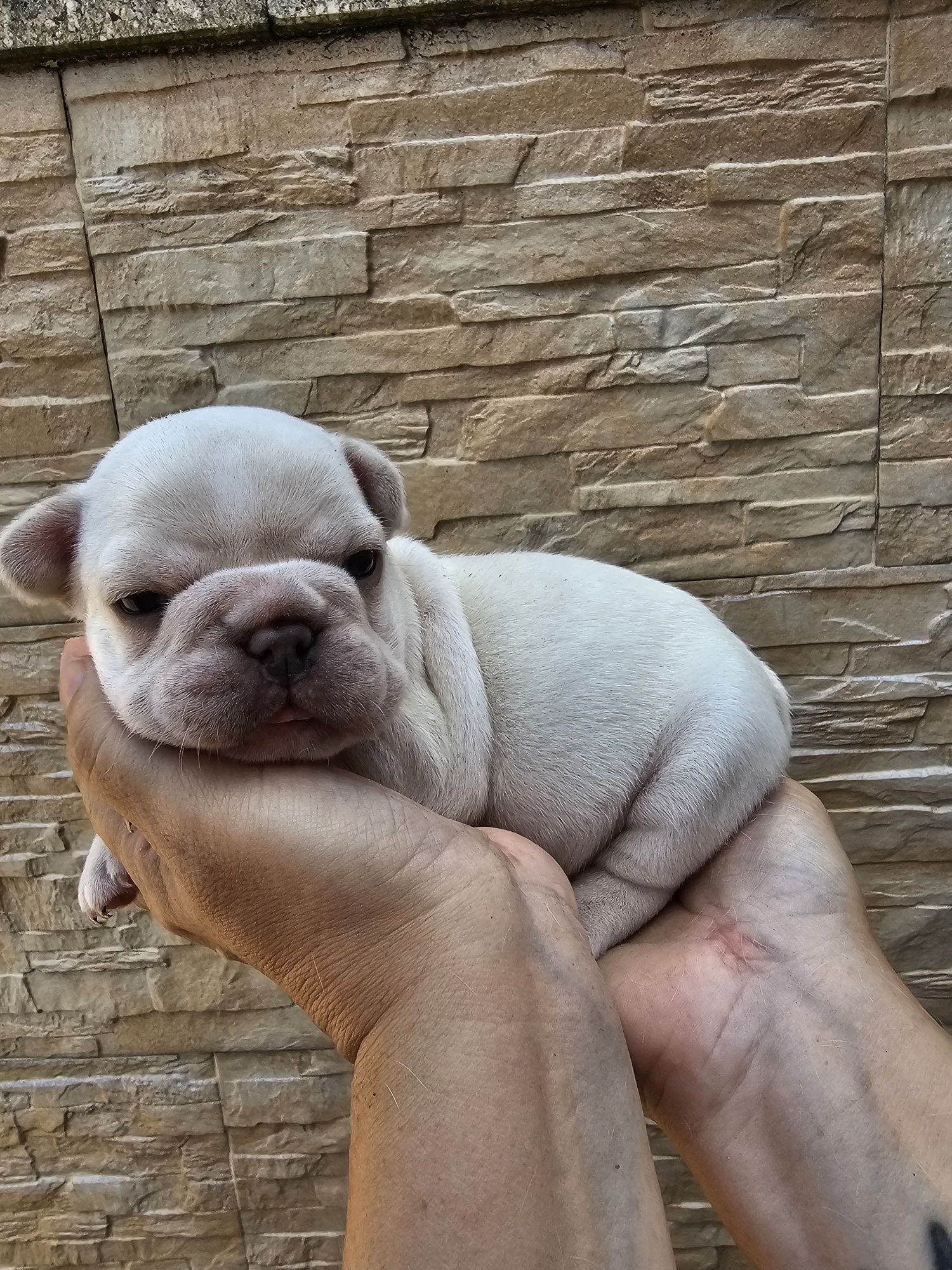 Bulldog francês fêmea platinium