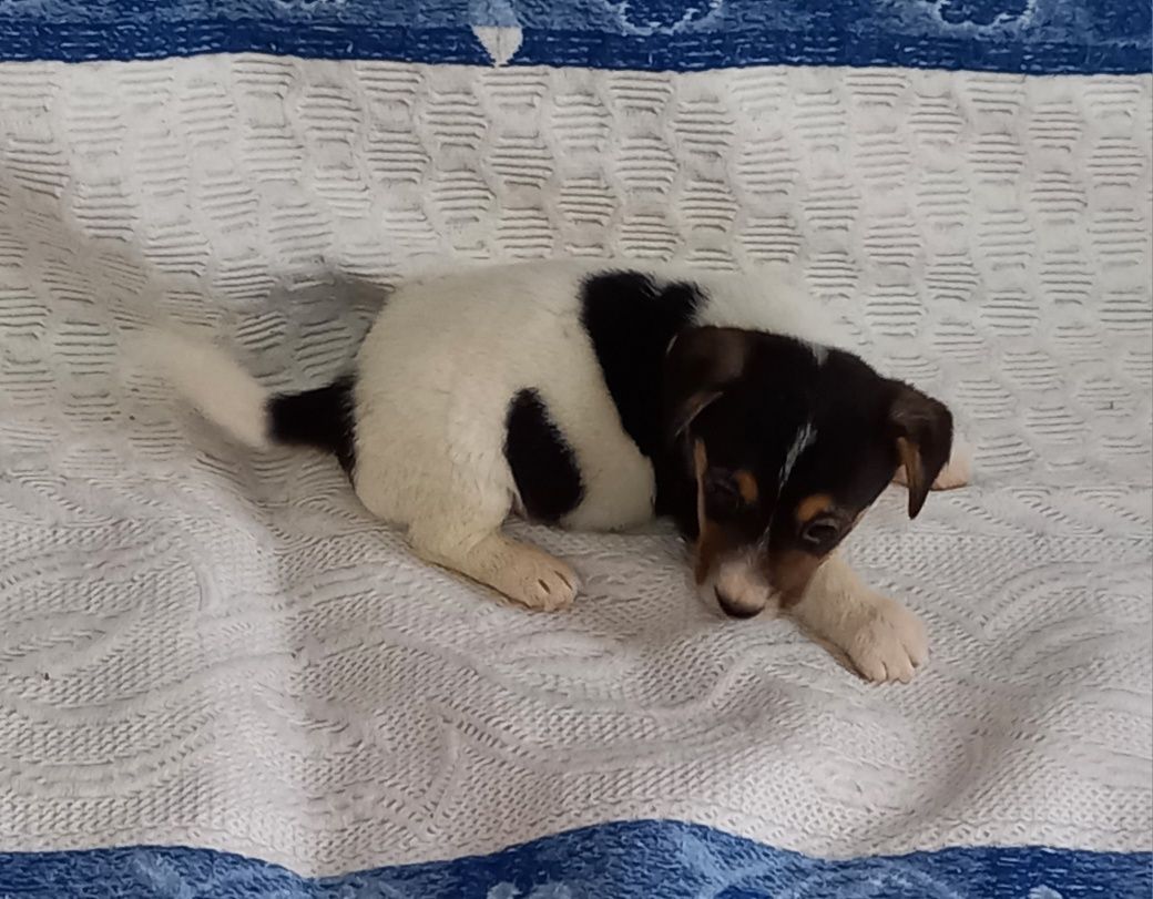 Jack Russell terrier pelo curto macho