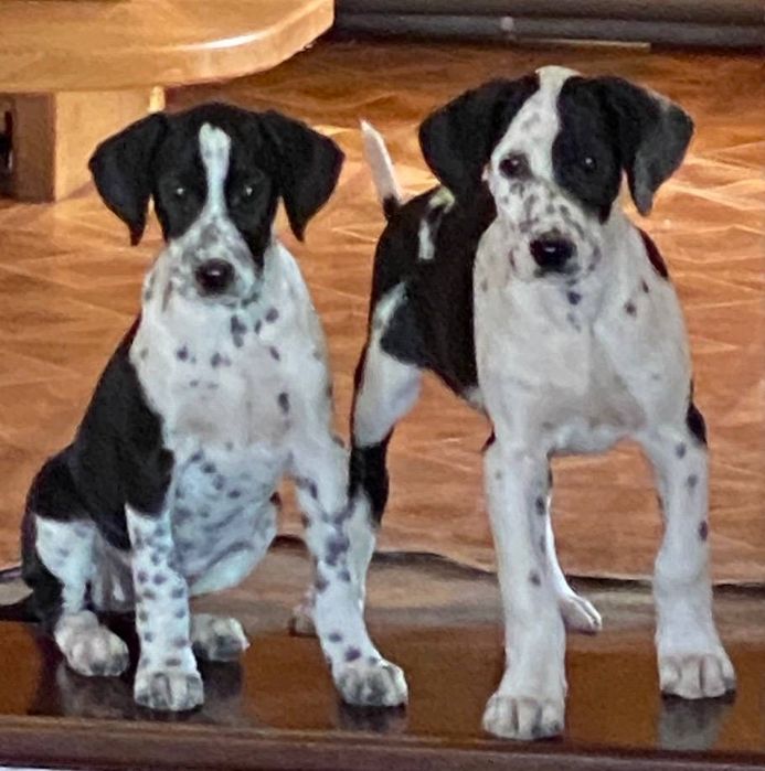 Далматинець хлопчик