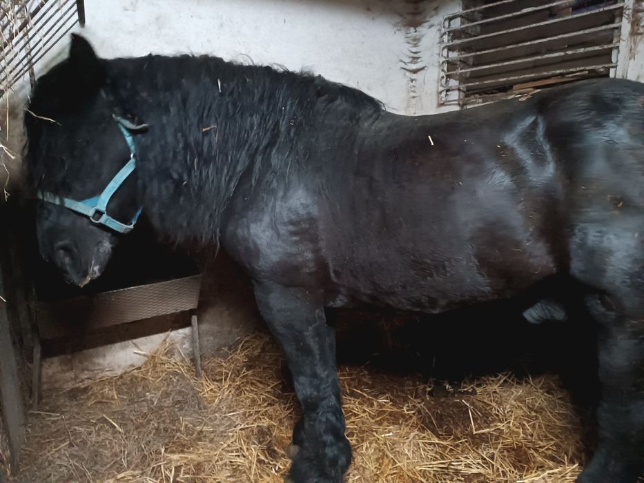 Sprzedam ogiera zimnokrwistego