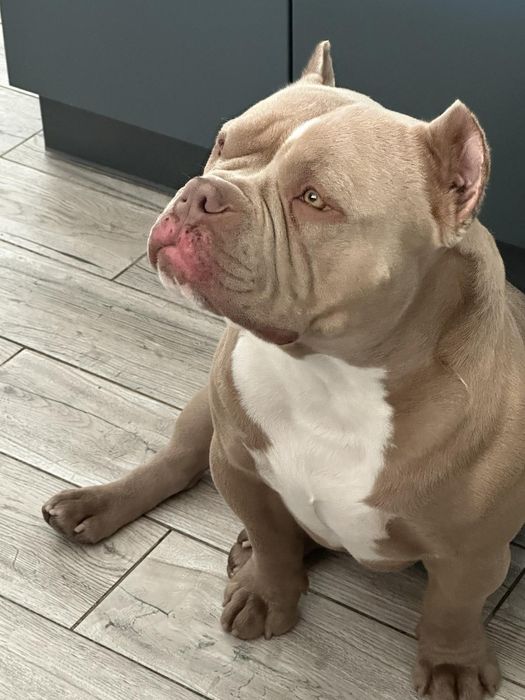 Открыт для вязки кобель Американский Булли. Документы АБКС