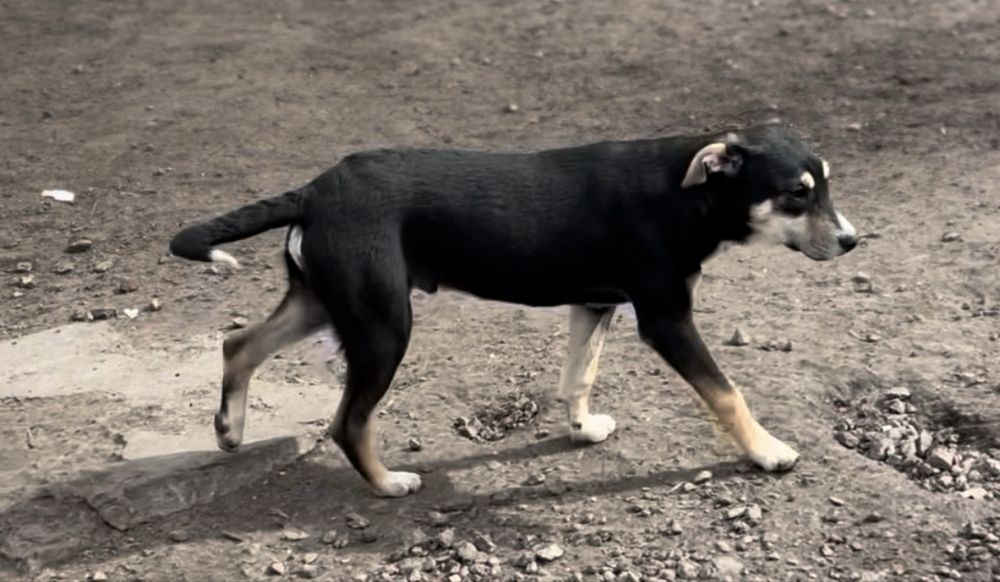 Красивый и добрый пес Бурбон