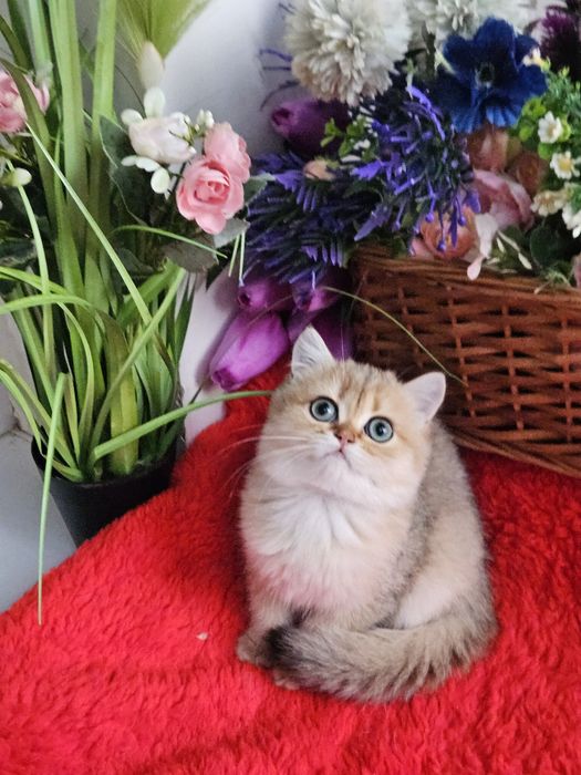 Золотая британская шиншилла кошечка кошка котята дівчинка