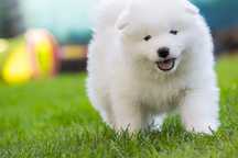 Szczenię Samoyed ZKWP FCI