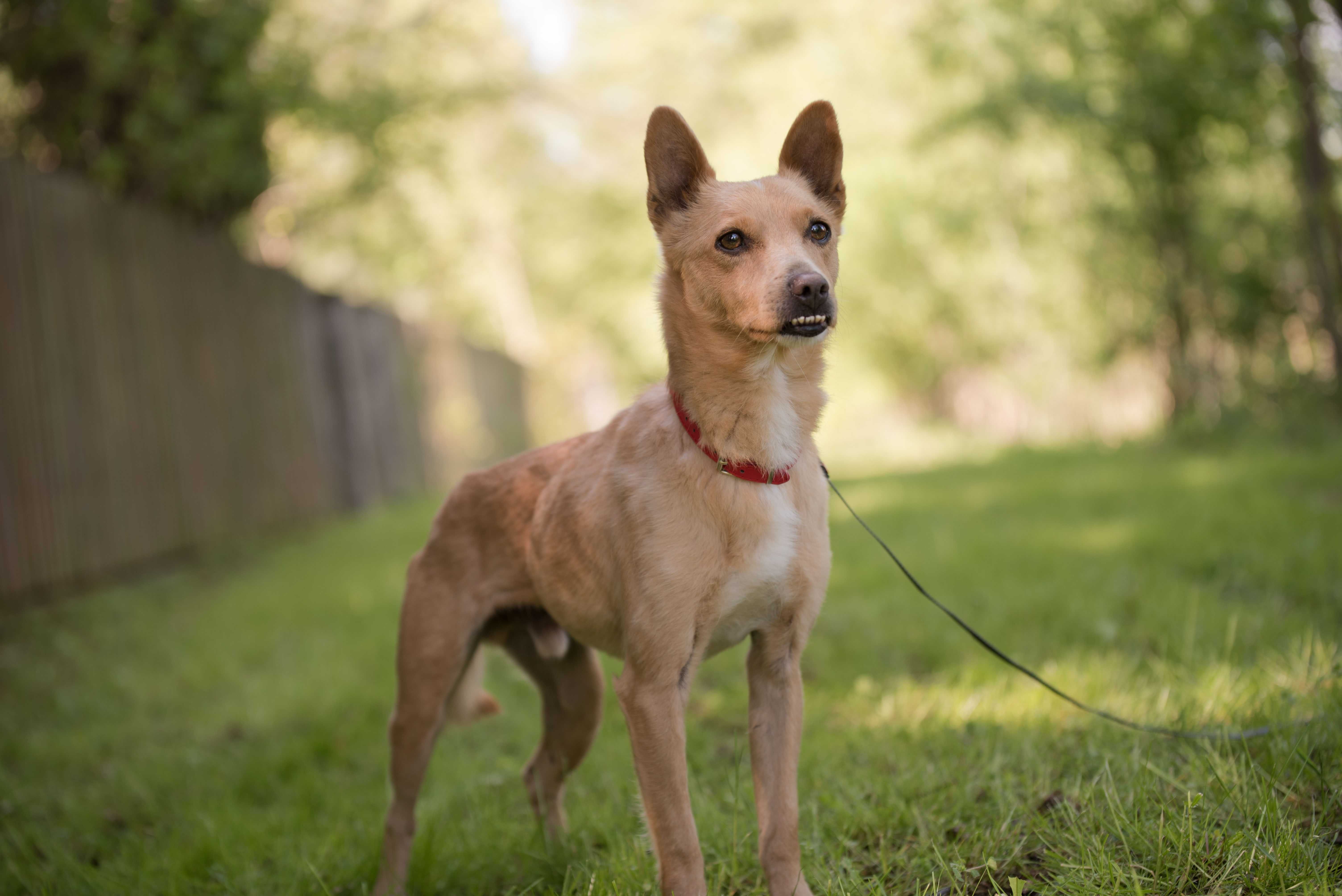 Śliczny mały Tufi poleca się do adopcji - słodki rudy psiak