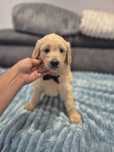Goldendoodle f1 standard piesek