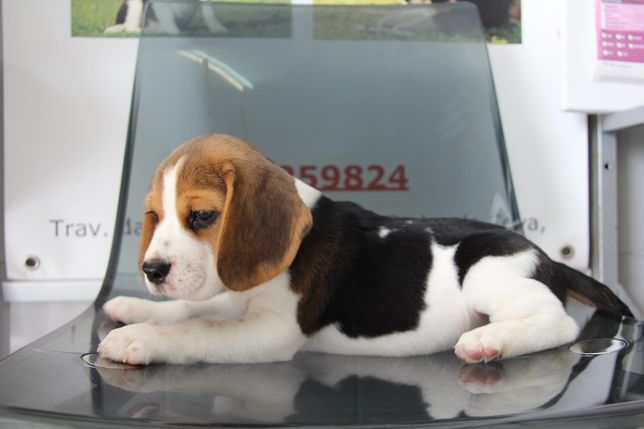 Cachorra Beagle com Lop