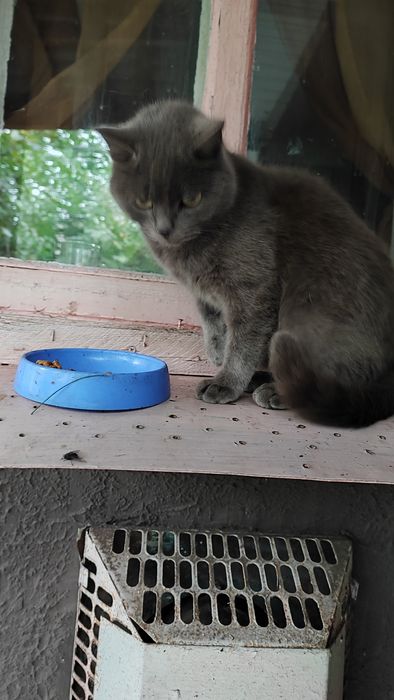 Віддам в добрі руки британець кішка стерилізована поміст бр