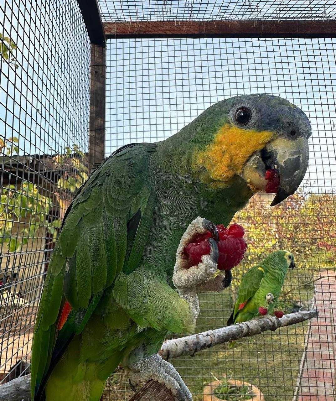 Венесуэльские Амазоны птенцы выкормыши попугаи говорящие