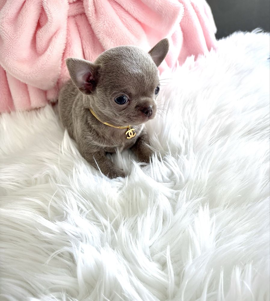 Chihuahua piękny malutki liliowy piesek