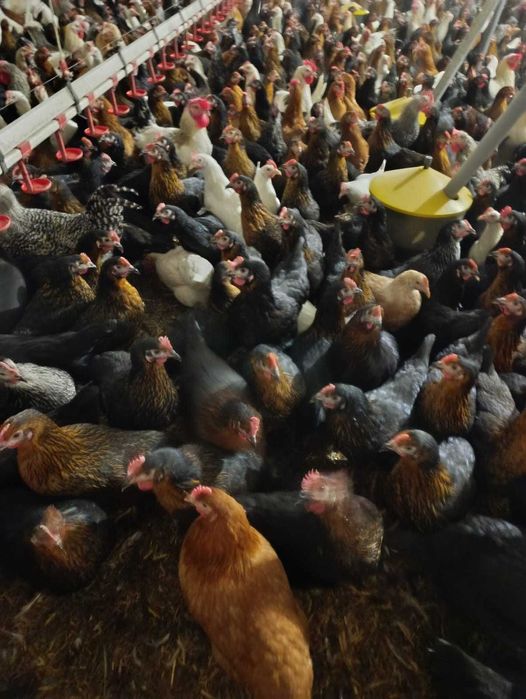 KURY nioski młode Rossa Messa Sussex Dominant Tetra Sonia Senny !