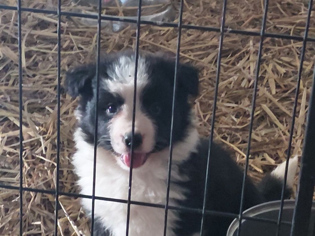 Suczka border collie