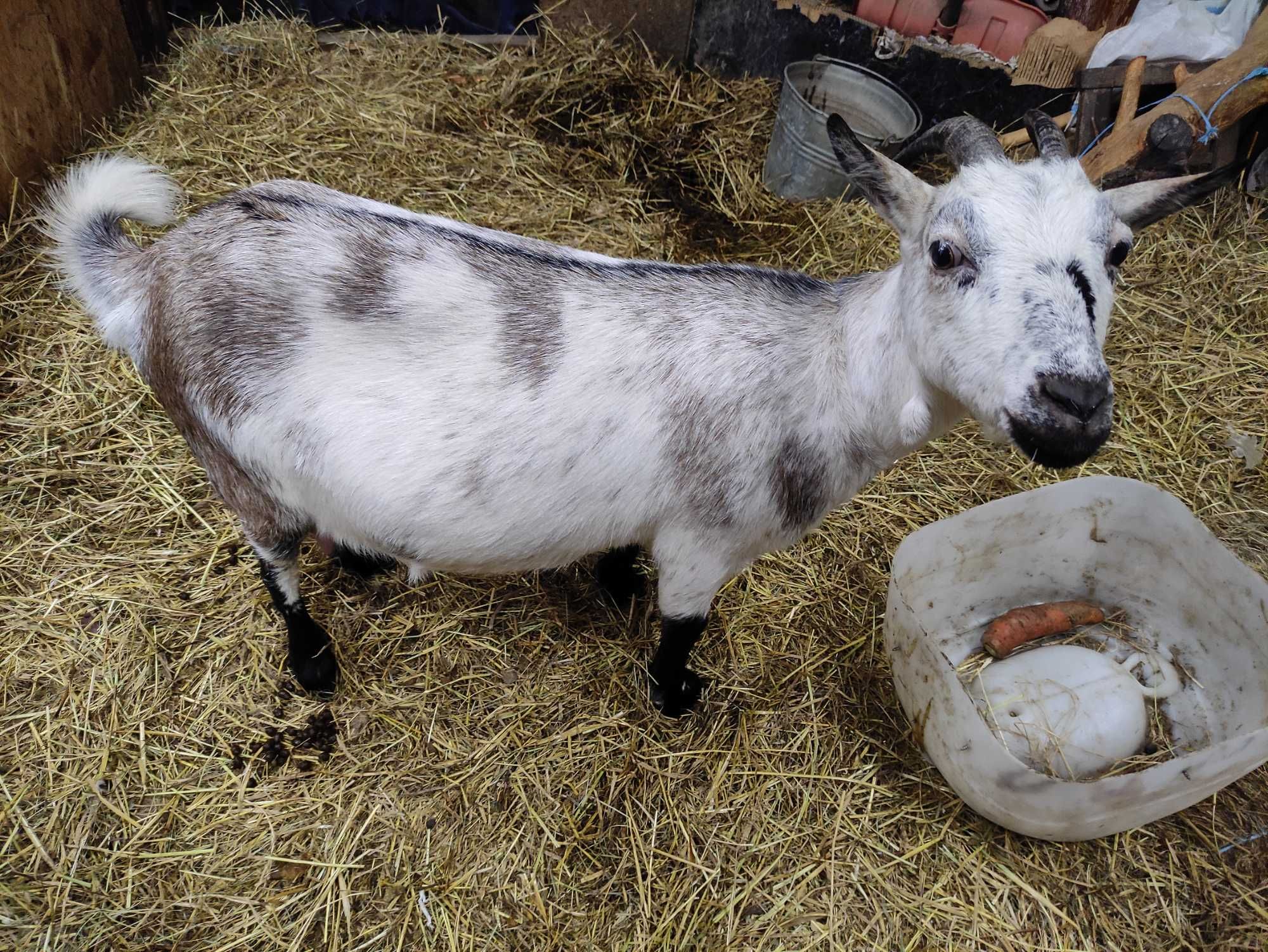 Срочно продам камерунского козлика на цапа