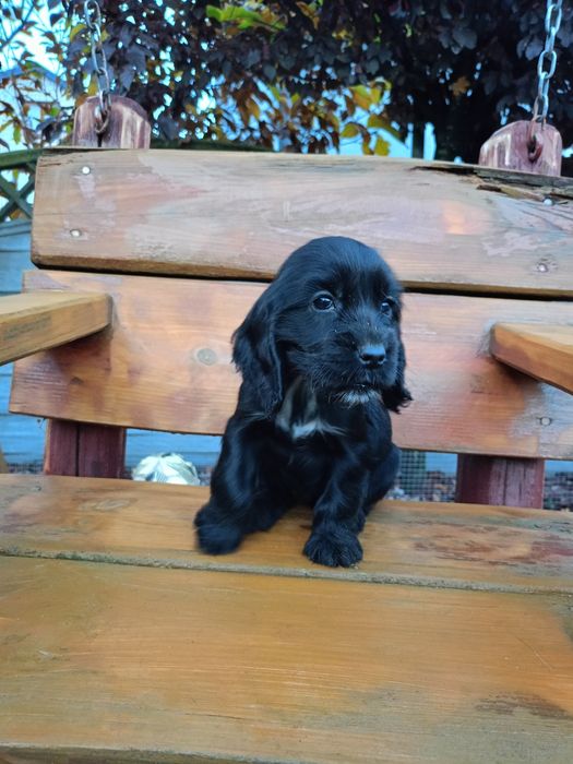 Cocker spaniel suczka