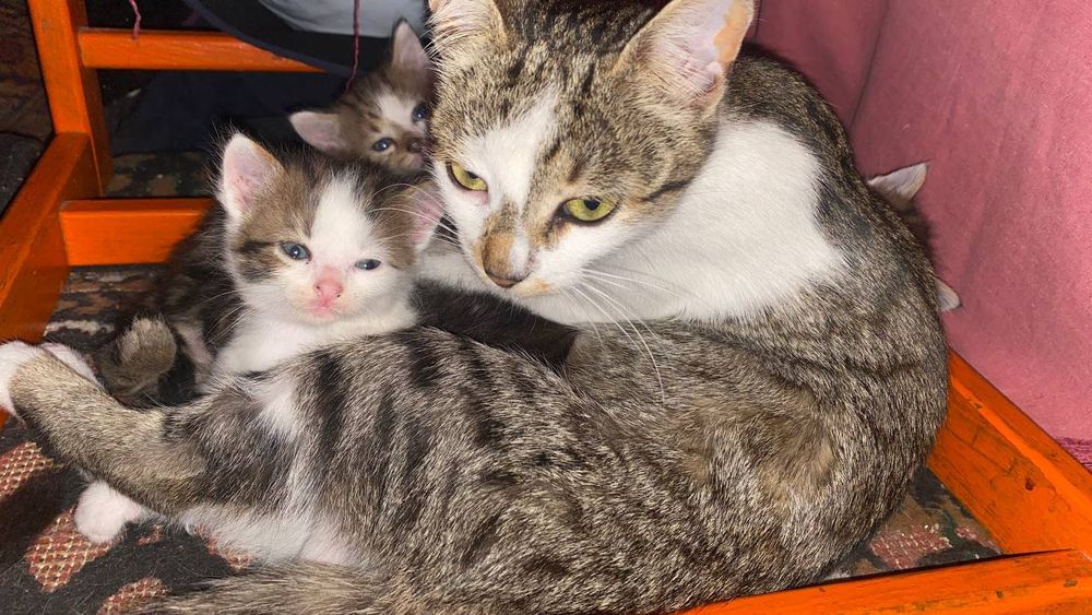 Віддам в добрі руки дівчинка і два котики,добру і люблячу сім'ю