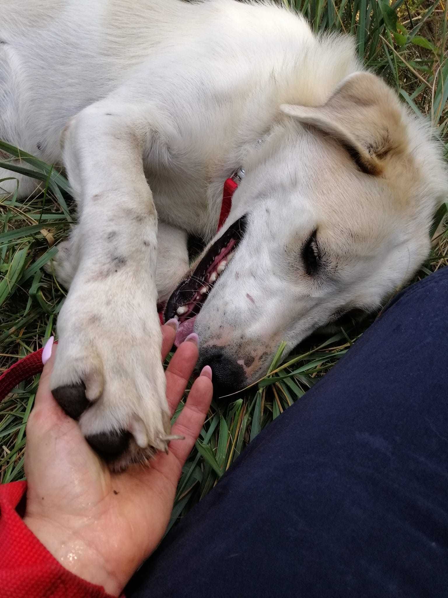 MALINA- młoda pk.1-2 let.duża suczka w typ.Ałabaja Adoptuj Przyjaciela