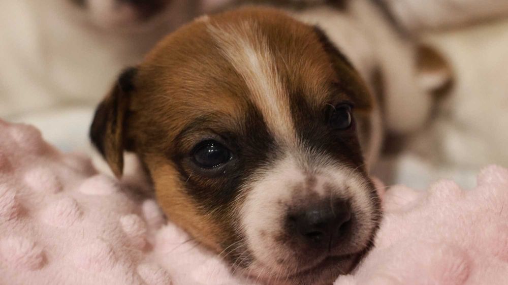 Jack Russell Terrier z hodowli "BREFIO"/badania genet./odbiór XII
