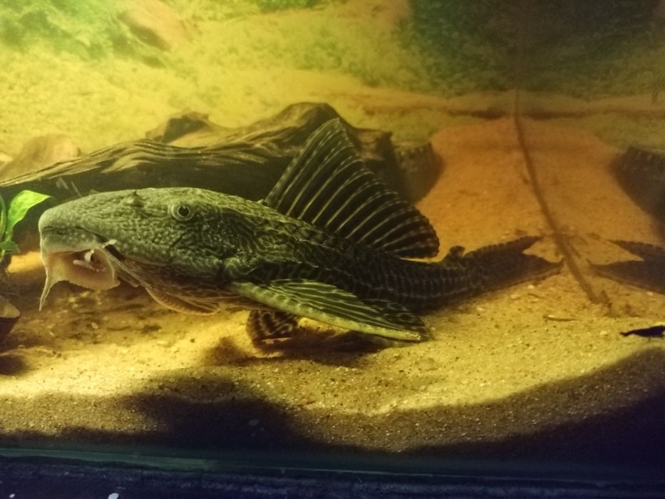 Sprzedam glonojada