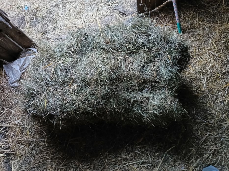 Siano w kostkach słoma transport owsianka żytnia