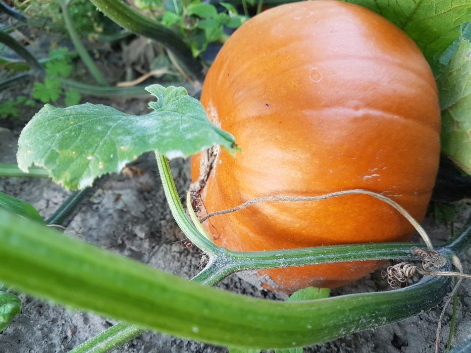 1kg dynia na zupę, dżem ekologiczna, nie pryskana ogródka.