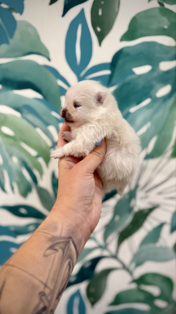 Szpic miniaturowy SUCZKA POMERANIAN malusieńka