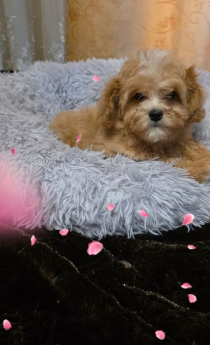 Продам Мальтипу Ф1  есть 4 девочки.