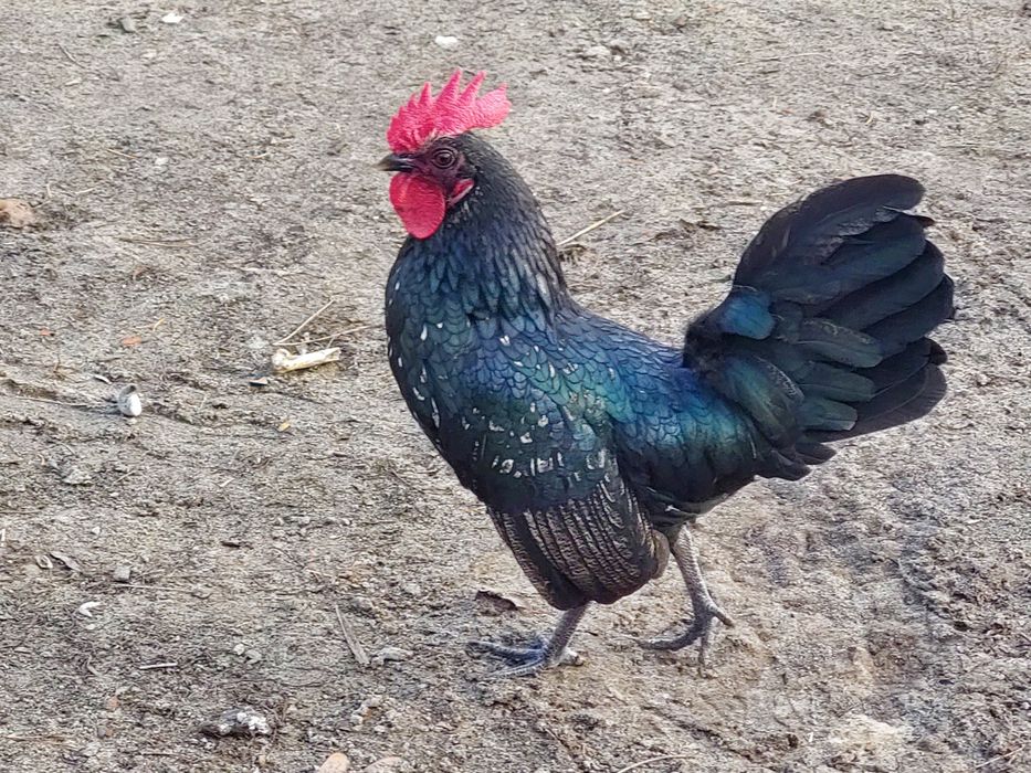 Kogut  z tego roku. Ozdoba podwórka