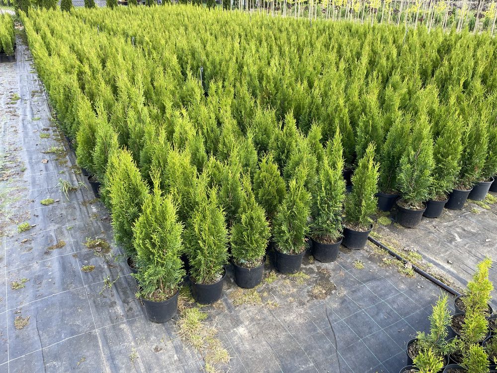 Thuja smaragd 80 cm w donicy 5 litrow