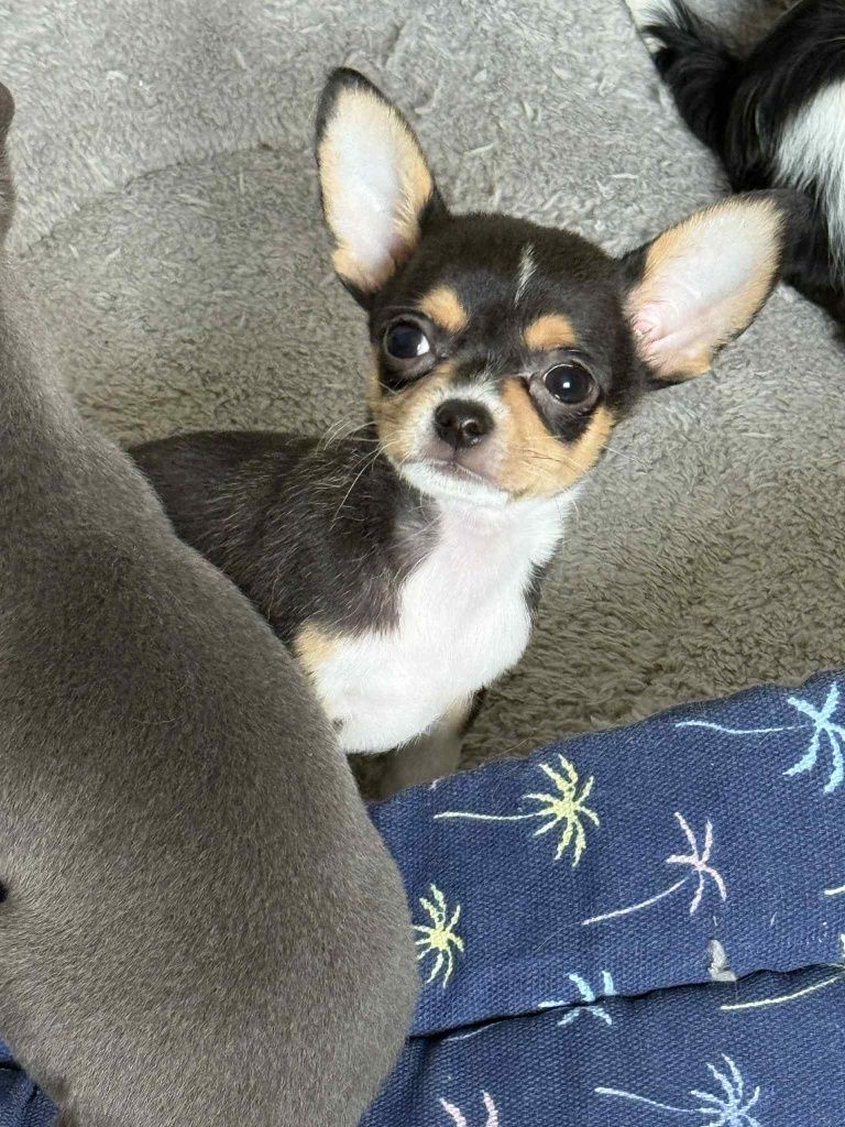 Piesek Chihuahua