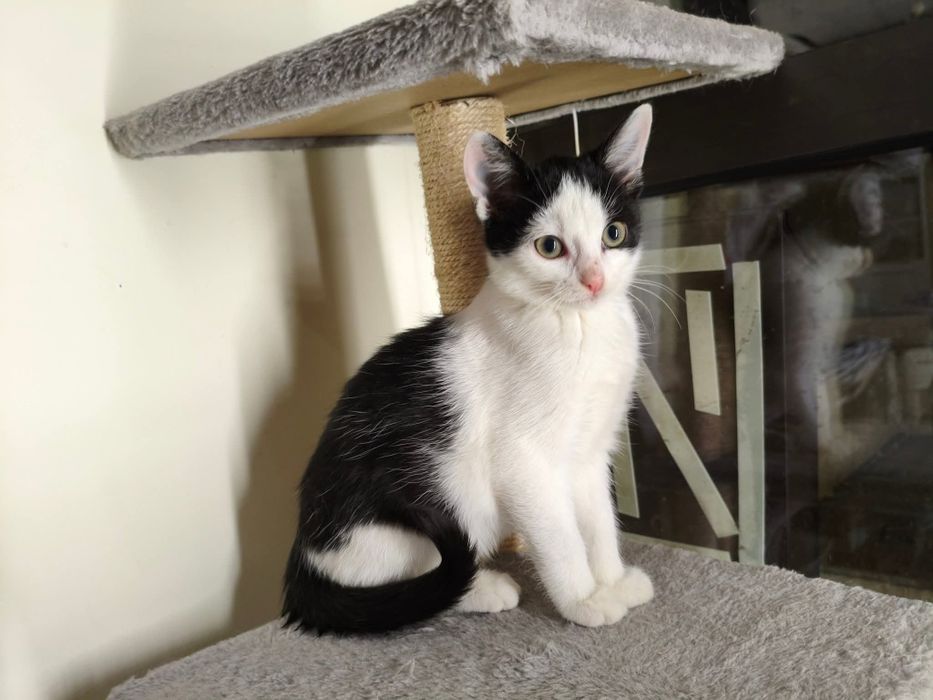 Spójrz w te oczy i podaruj dom. Wspaniałe koty czekają na Ciebie!