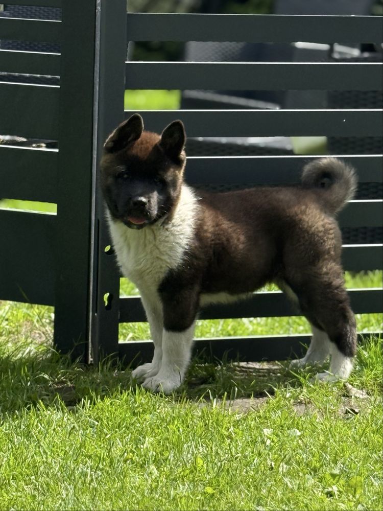 Akita Amerykanska YUKI
