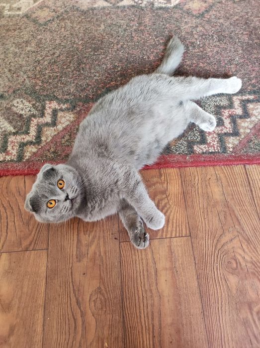 Продам молодую кошечку , возраст 1.5 года.. Шотландская вислоухая.