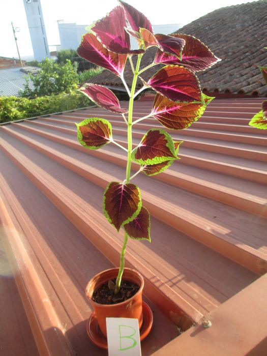 Planta Coleus de interior / exterior.