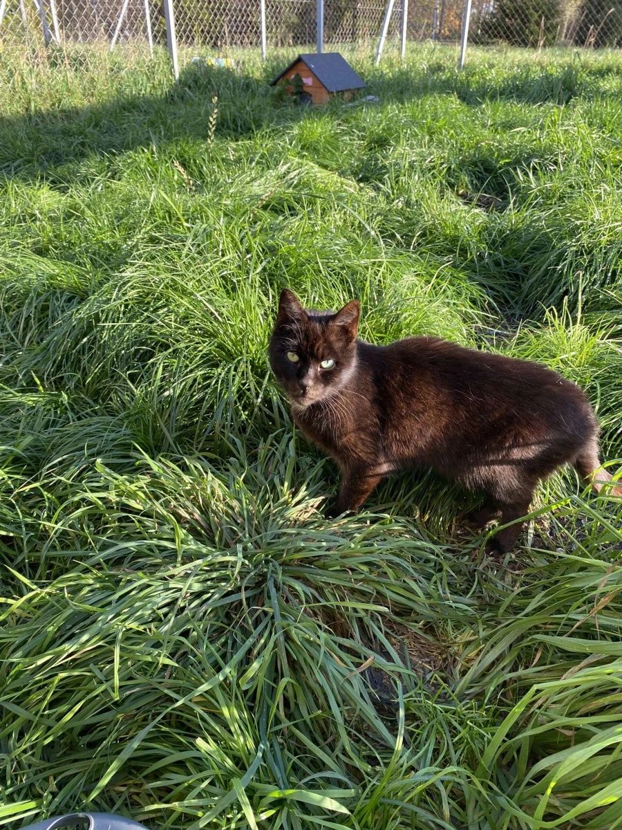Czarny kocurek Hugo do adopcji od 5lat :(