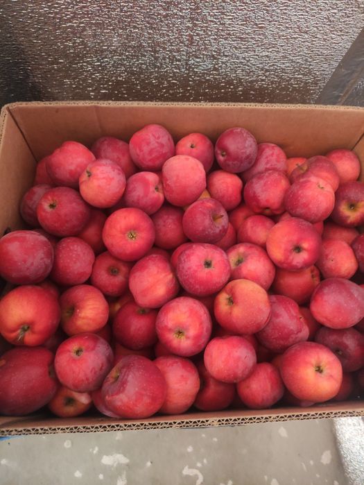 Яблука сорту Флоріна