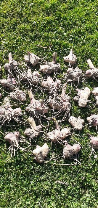 Kana wysoka 20 sztuk