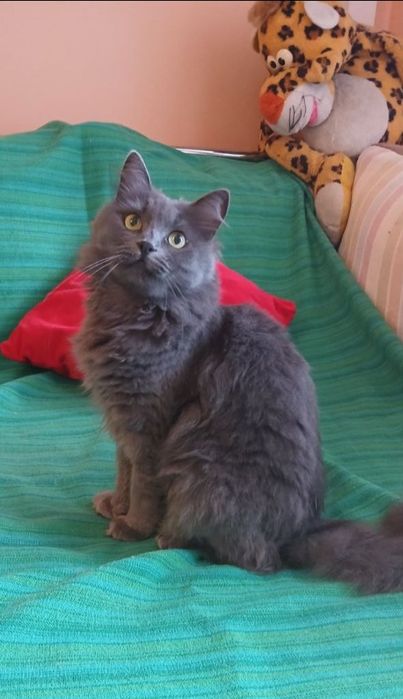 Отдам даром в добрые руки серую пушистую кошечку породы Нибелунг