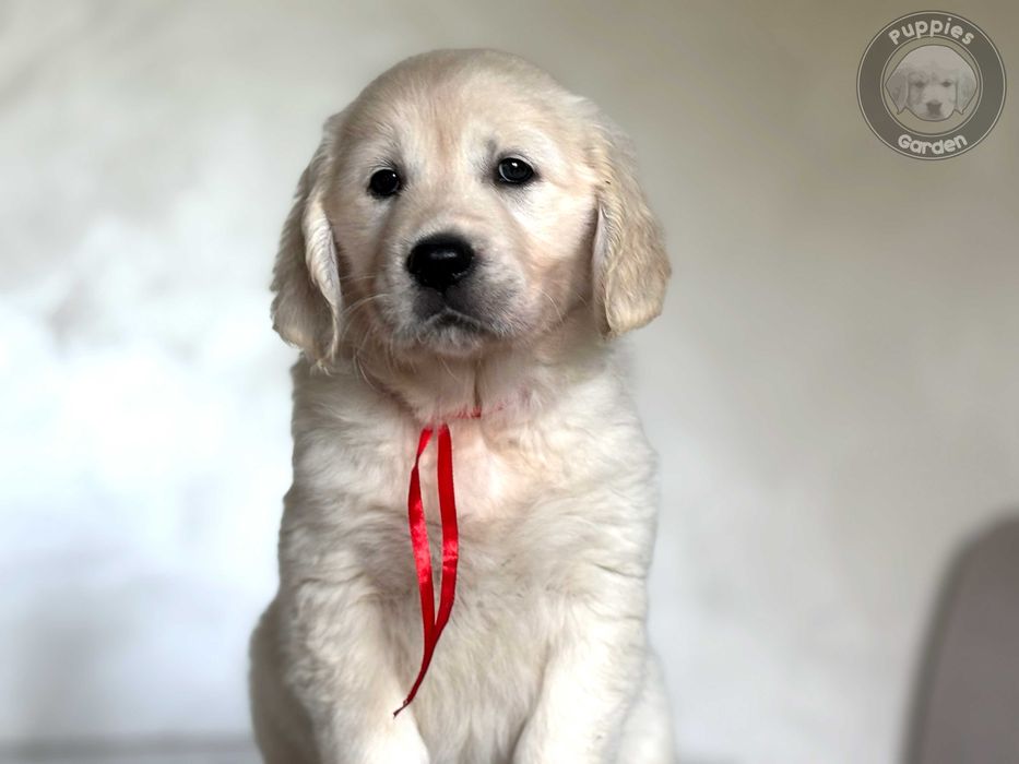 Szczeniak Golden Retriever - Suczka