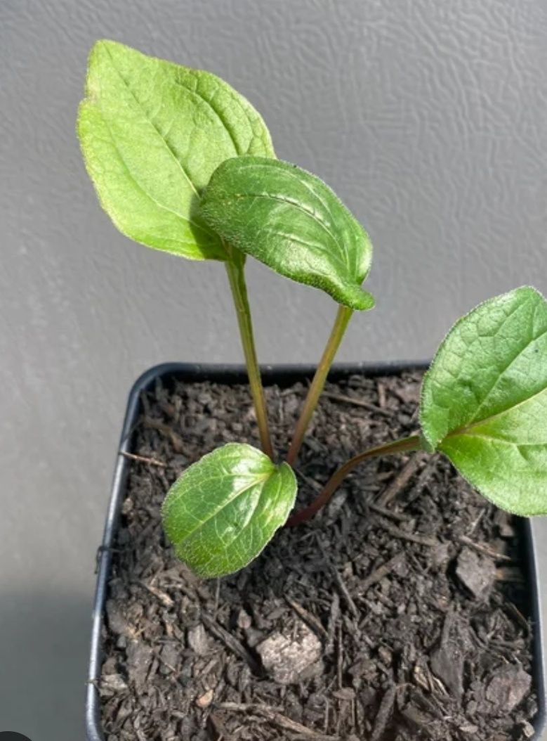 Vaso de Echinacea purpurea