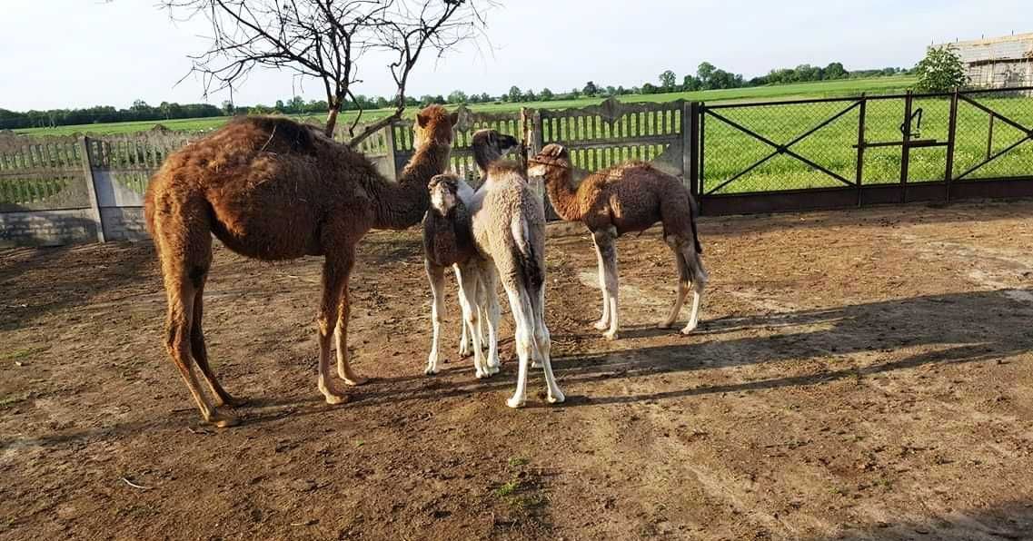 Sprzedam samca wielbłąd jednogarbny dromader samiec camel male