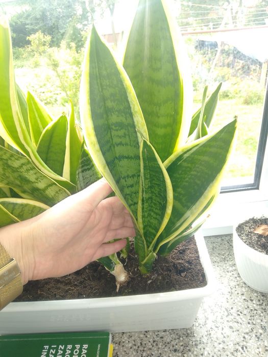 Sanseweria - języki teściowej 6 sadzonek