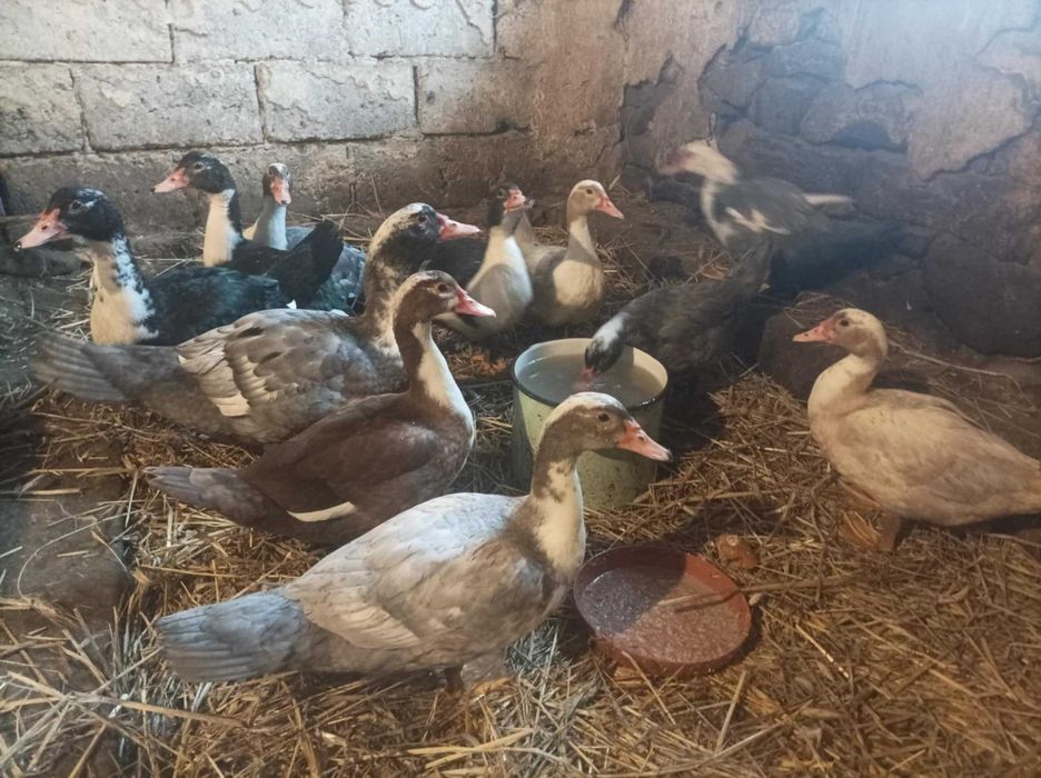 Kaczki 16 tygodniowe