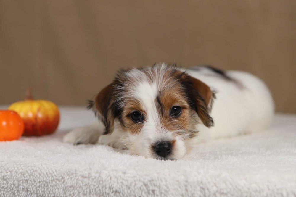 piesek Jack Russell terrier ZKWP/FCI szorstkowłosy