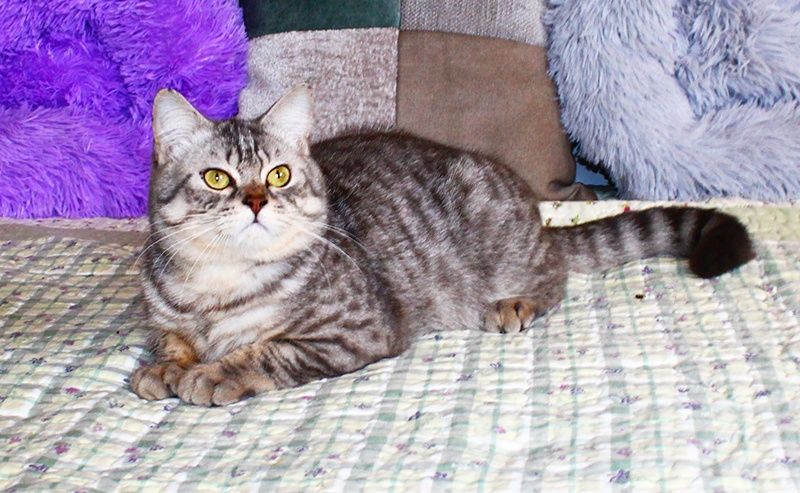 Красень британець